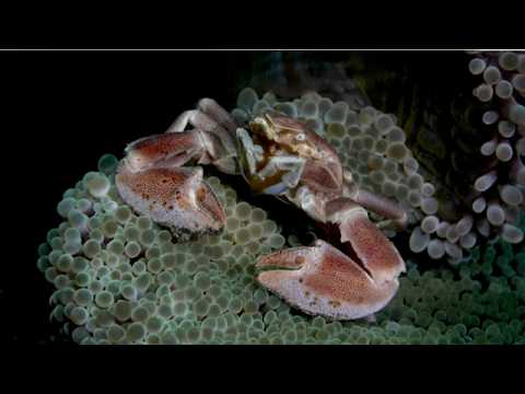 Fiji – Beautiful Walls, Soft Corals and Critters 5 - scuba diving video
