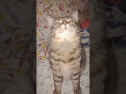 #Tomey #my lovelycat