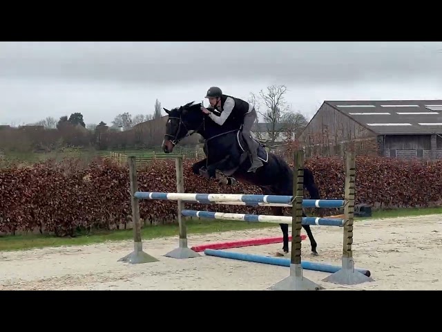 Jolie jument kwpn 11 ans +- 1m68