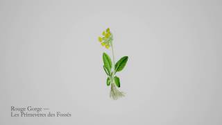 Rouge Gorge — Les Primevères des Fossés