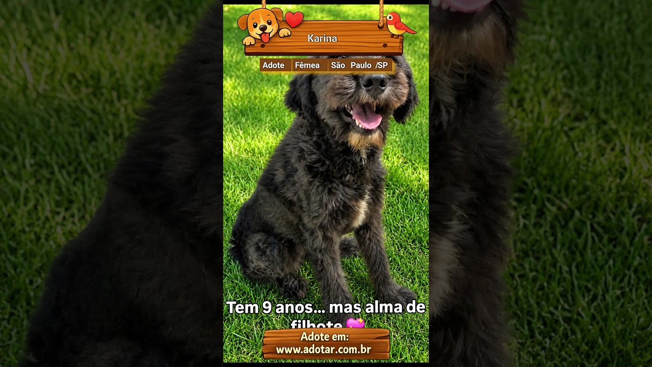 Cachorro raça SRD-ViraLata idade 6 ou mais anos nome Karina