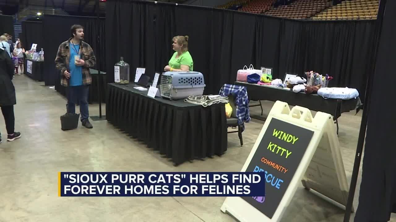 Sioux Purr Cats helps find forever homes for felines