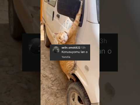 Evde Gizli Görevde Olan Ajan Kedi