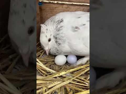 #pigeon#birds#pets#paravi