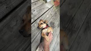 Video preview image #1 Chihuahua-Unknown Mix Puppy For Sale in The Woodlands, TX, USA