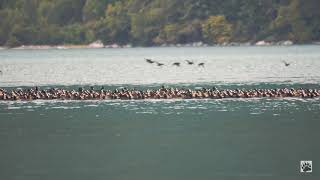 Alaska. Huge (!) flock of surf scoter ducks takes flight (amazing sound)