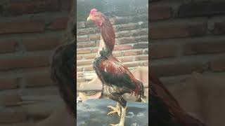 Download lagu story wa ayam Bangkok' uk-6 mp3