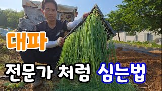대파 전문가 처럼 잘 키우는법! 이렇게 심어야 흰뿌리가 크게 자란다
