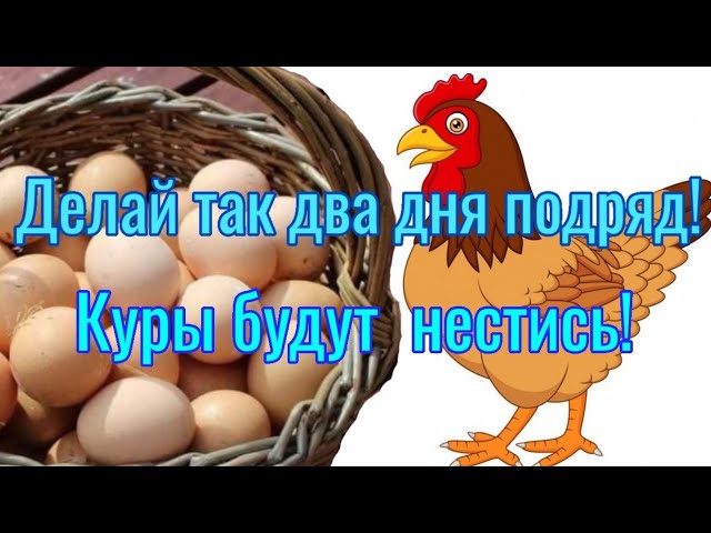 Курицы твоего города. Алтын кур