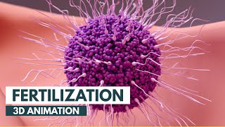 How Fertilization happens | 3D Animation