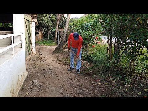 Mais colheta de milho 🌽 limpeza na frente de casa sítio palmares Pernambuco 