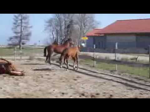 Cashton by Cash and Carry-Lord Z, *2013, 8,5 month old