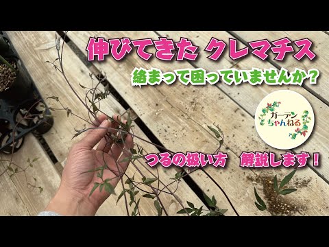 白蔓クレマチス、生垣クレマチス、ベガーグラス、クレマチス ビタルバ