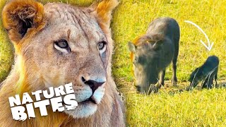 Download lagu Baby Warthog Becomes Easy Prey for a Lioness | Nature Bites mp3