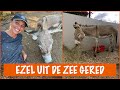 Verzorging van een zwaargewonde ezel :( | DierenpraatTV