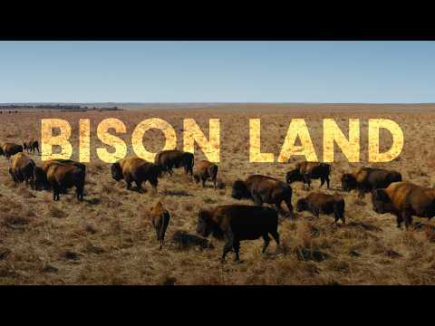 How Bison Are Saving America's Lost Prairie