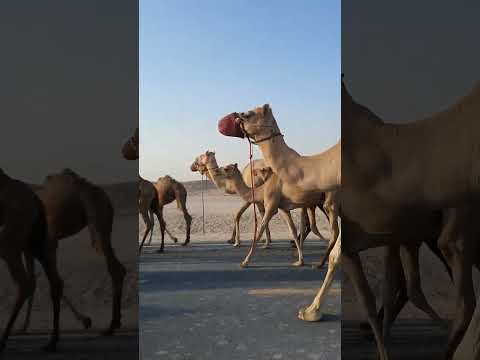 Jamal the camel #cute #cutebabies #camel #kids #fyp #fypシ゚viral #fy #fypage