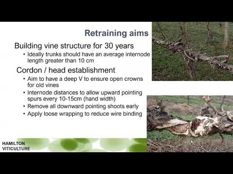 Principles for re-establishing fire-damaged vineyards: training fire-damaged vines and replants