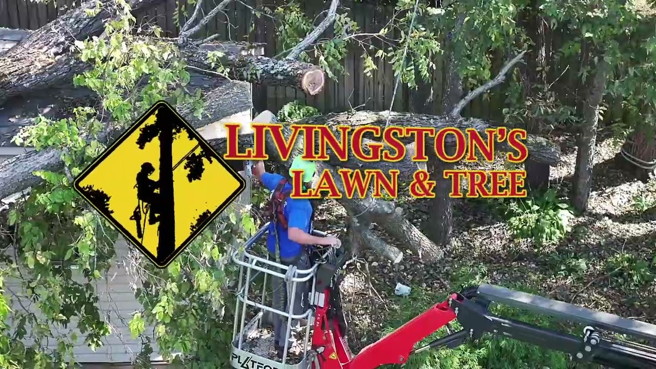 Professional Tree Service in Springfield, MO | Tree Removal, Trimming & Stump Grinding Experts
