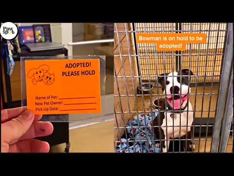 Shelter Dogs Get Adopted - Priceless Moments When Shelter Dogs Realized They Are Being Adopted