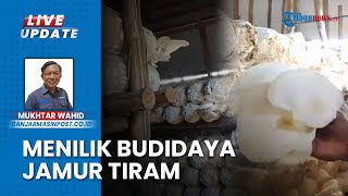 Tips Budidaya Jamur Tiram di Desa Hiyung Kecamatan Tapin Tengah, 'Putri' Dirintis bareng Suami