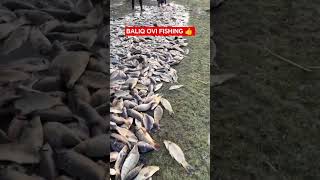 Download lagu Fishing #chorva#tiktok#instagram#farm#farming#cow#bull#ferma#geremfort#anggus#avlikol#semental#buqa mp3