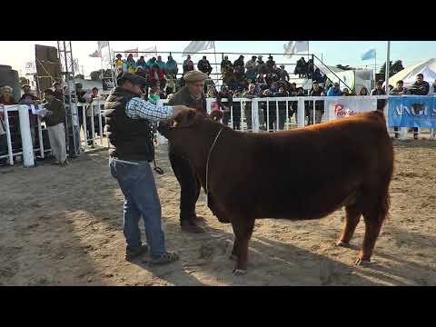 LA GRAN CAMPEONA TERNERA ES DE «EL SEÑUELO»
