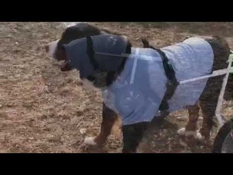 犬用車椅子で歩くバーニーズ　ゴン太君11歳