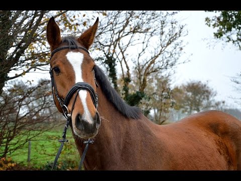 Holsteiner Wallach von Cantolino