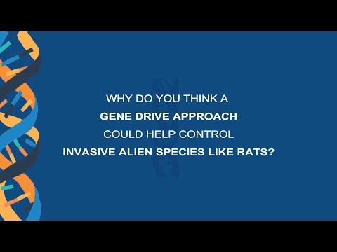 Why do you think a gene drive approach could help control invasive alien species like rats?