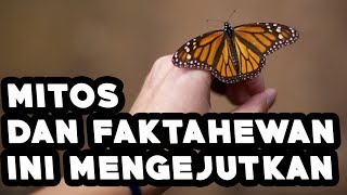 Masukfuzziblog Arti Kupu Kupu Coklat Masuk Rumah