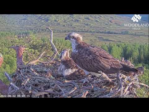 Louis the Loch Arkaig Osprey keeps crows away from his just hatched second chick 2 Jun 2022