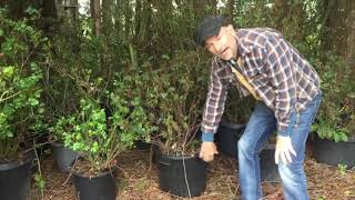 Protect Potted Roses Through the Winter