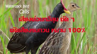 Download lagu เสียงต่อนกอีลุม เสียงชัด100 % เข้าเร็วมาก #เสียงนกอีลุม #เสียงนกตูม #เสียงต่อนกตูม mp3