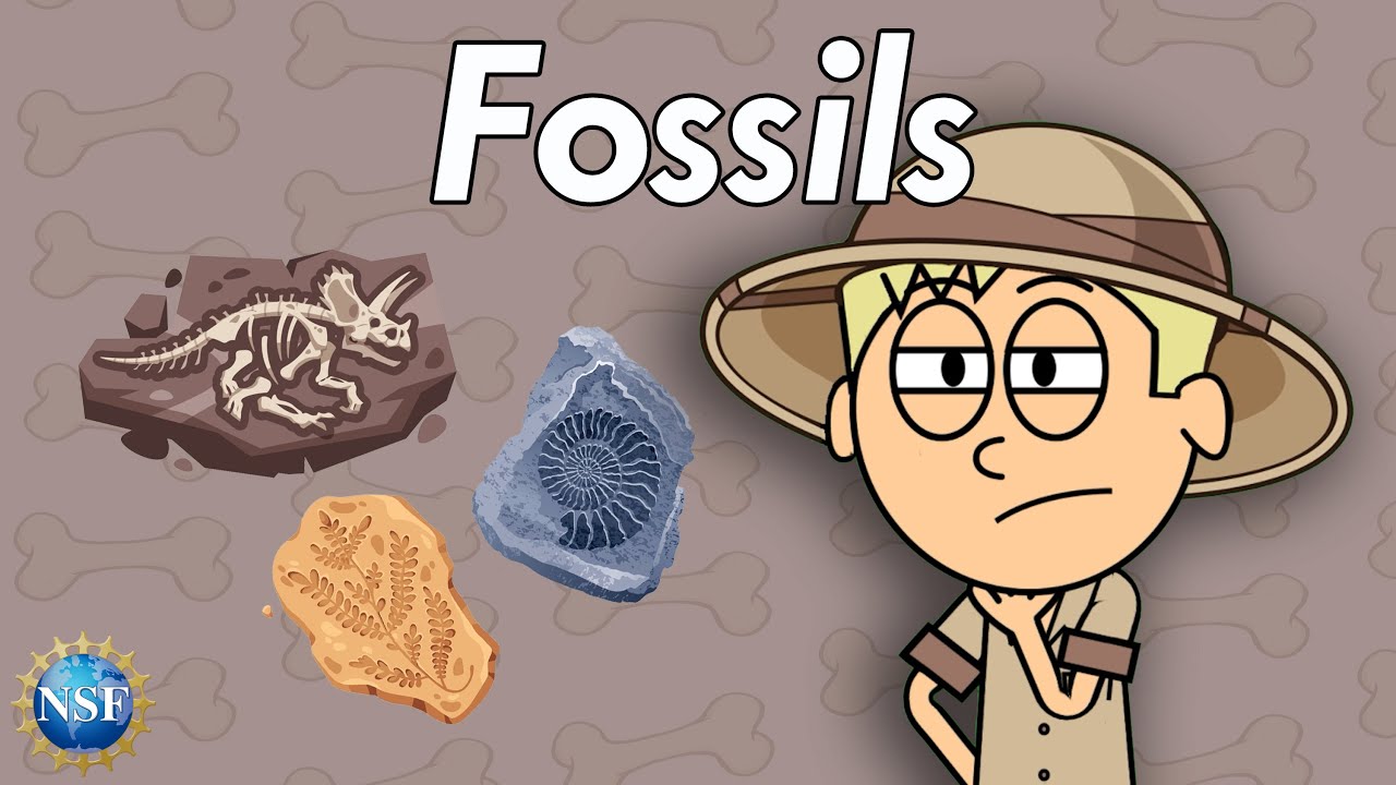 What are Fossils? Science For Kids