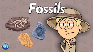 What are Fossils? Science For Kids