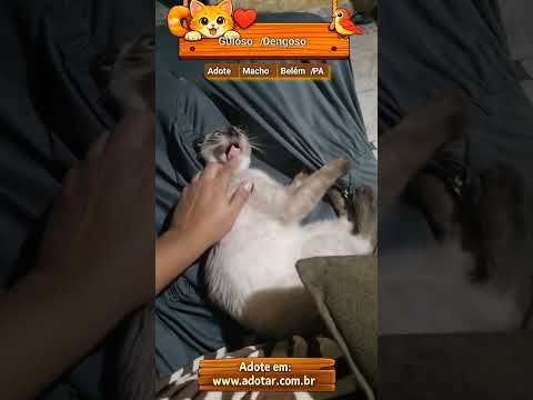 Vídeo de Guloso/Dengoso