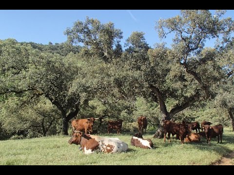 DEHESA - A Spanish Agroforestry Farming System