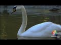 Babyfirst Safari Scrapbook Swan