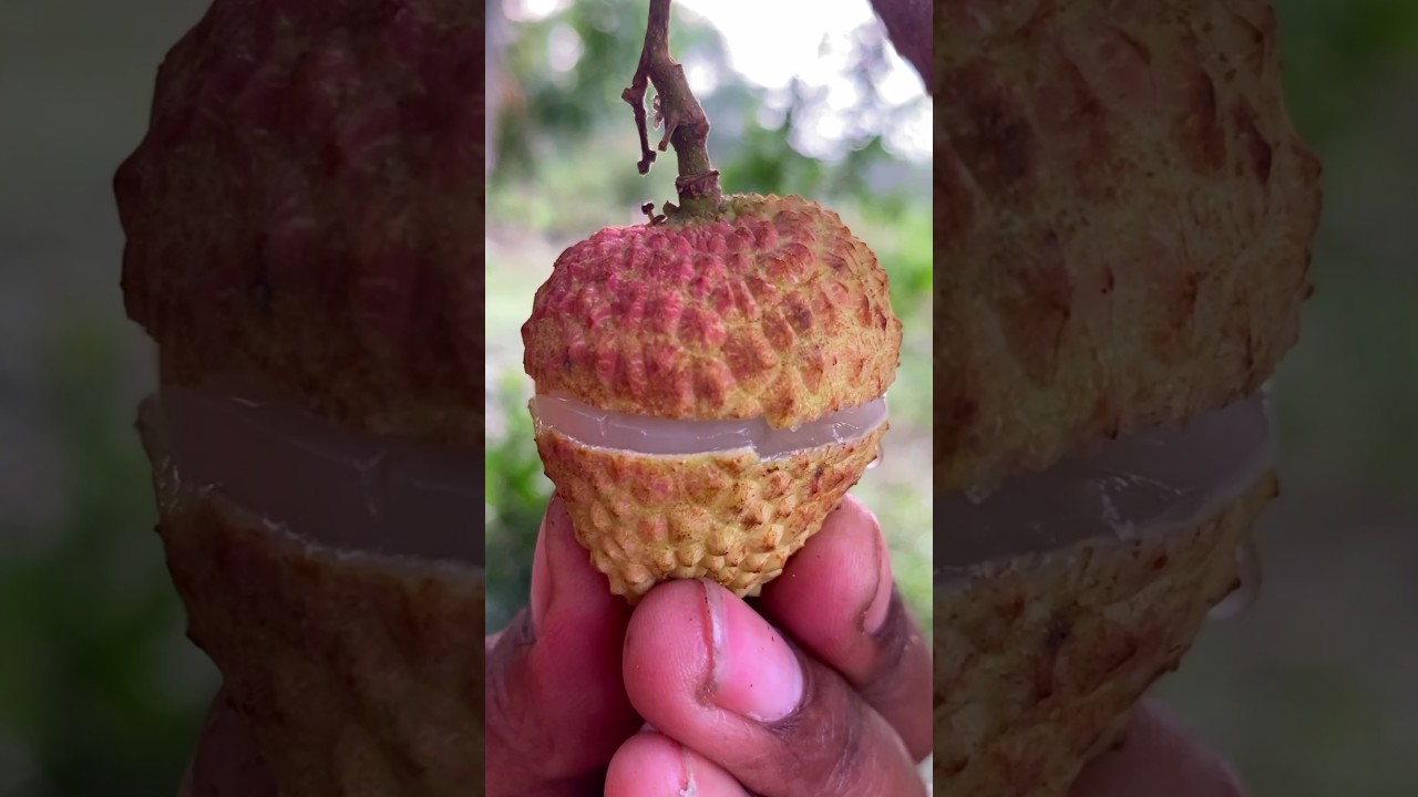 Short Video Tour: Exotic Fruits and Nature🌴🌴🌴🌴#natural #shortvideo