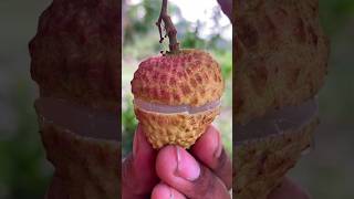 Download lagu Short Video Tour: Exotic Fruits and Nature🌴🌴🌴🌴#natural #shortvideo mp3 Download lagu Short Video Tour: Exotic Fruits and Nature🌴🌴🌴🌴#natural #shortvideo mp3