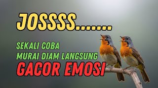 Download lagu MASTERAN MURAI BATU FULL ISIAN TEMBAKAN MEWAH - TEMBAKAN SADIS - AUDIO JERNIH - BURUNG LOMBA mp3 Download lagu MASTERAN MURAI BATU FULL ISIAN TEMBAKAN MEWAH - TEMBAKAN SADIS - AUDIO JERNIH - BURUNG LOMBA mp3