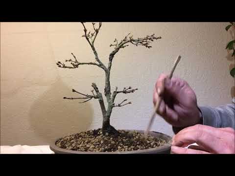 Bonsai 2019-4 - Acer - Ahorn in neuer Schale