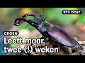 Vliegend hert: grootste kever van Nederland steeds vaker in Overijssel | RTV Oost