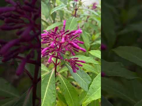 Fuchsia arborescens , Tree Fuchsia @ Yamina Rare Plants #peterteesecollection