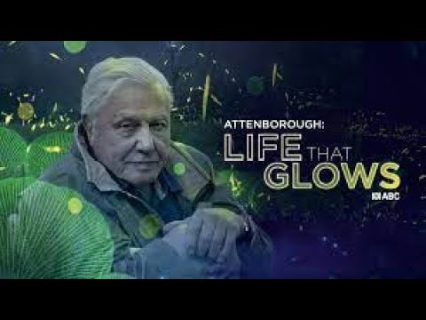 David Attenborough | Life That Glows | Bioluminescence