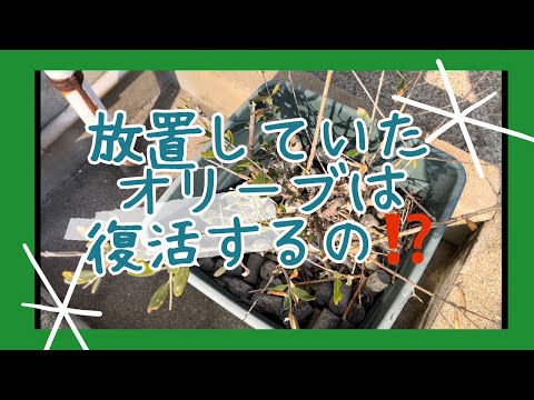鉢植えのオリーブの木の手入れ方法は？取り入れるべき正しい行動！  庭園