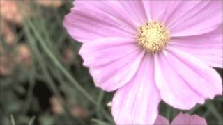 Aquela Music Video