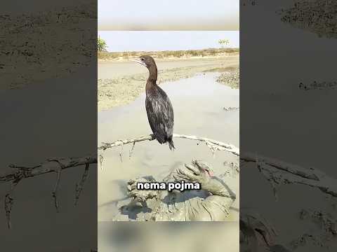 Lovac Iz Blata 🦆 #shorts