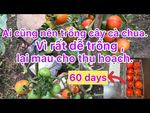 , title : 'Cách trồng cà chua và chăm sóc để cà chua ra nhiều trái từ trái cà chua mua ở chợ'